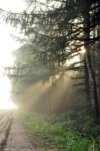 Zonlicht door de bomen (2)