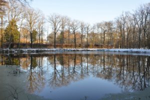 Februari Spiegelvijver Het Laer, Ommen