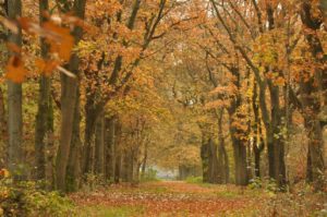 Herfstbos Stegeren