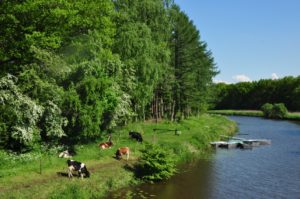 Koeien aan de Regge, Vilsteren