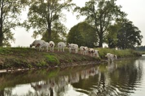 Koeien zoeken verkoeling in de Vecht