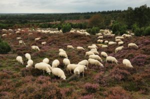 Lemelerberg met schaapskudde