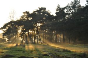 Nov. Mist over het Junner Koeland