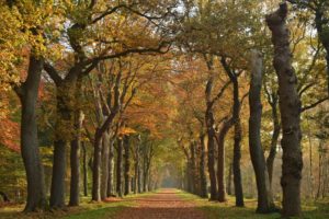 Oktober Bomenrij bij Kasteel Eerde