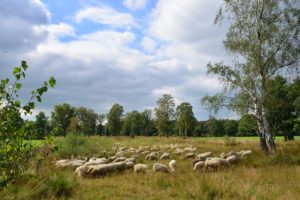 September Schaapskudde in het Eerder Achterbroek