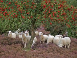 September Schaapskudde op de Lemelerberg