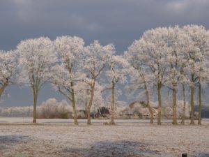 Stegeren in winterkleed