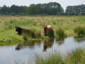 Vechterweerd, Dalfsen