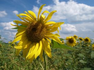 Zonnebloemen in Ane, Gramsbergen - kopie